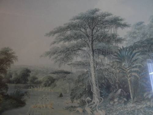 Thomas Baines Limited Edition Print