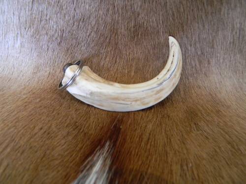 Genuine Ivory Warthog Horn Keyring No 2