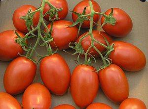 Roma tomato - 50 seeds - ORGANIC