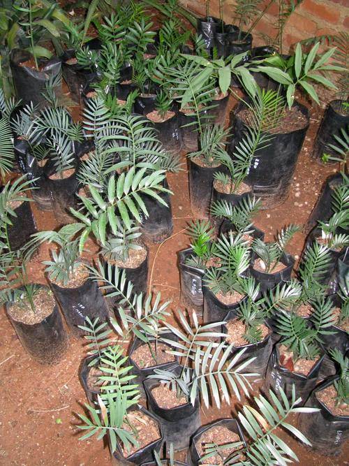 Cycad collector's pack. 10 Cycads included.