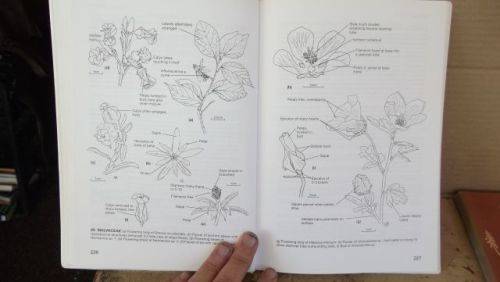 GUIDE TO THE PLANT GENERA OF THE WESTERN CAPE,THE LEVYNE----TERRY H. TINDER-SMITH