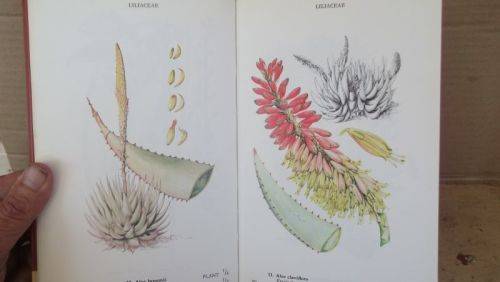 WILD FLOWERS OF THE NORTHERN CAPE/VELDBLOMME VAN DIE NOORDKAAP