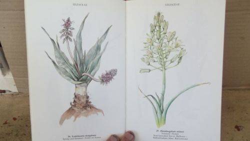 WILD FLOWERS OF THE NORTHERN CAPE/VELDBLOMME VAN DIE NOORDKAAP