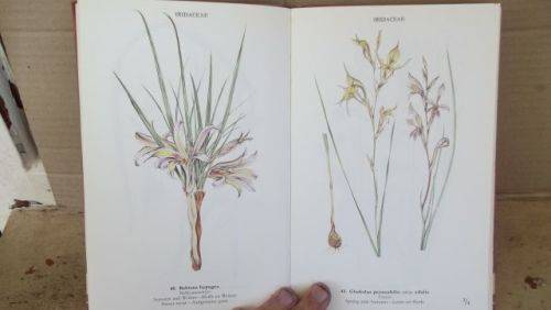 WILD FLOWERS OF THE NORTHERN CAPE/VELDBLOMME VAN DIE NOORDKAAP