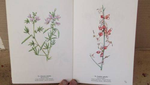 WILD FLOWERS OF THE NORTHERN CAPE/VELDBLOMME VAN DIE NOORDKAAP