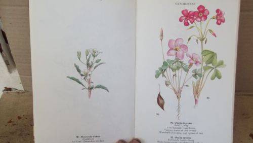 WILD FLOWERS OF THE NORTHERN CAPE/VELDBLOMME VAN DIE NOORDKAAP