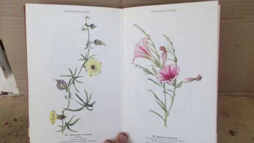 WILD FLOWERS OF THE NORTHERN CAPE/VELDBLOMME VAN DIE NOORDKAAP