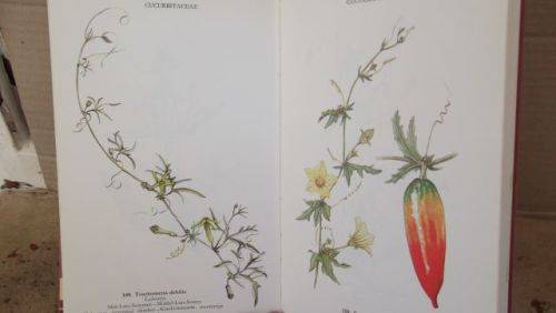 WILD FLOWERS OF THE NORTHERN CAPE/VELDBLOMME VAN DIE NOORDKAAP