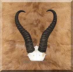 African Springok horn skull plate