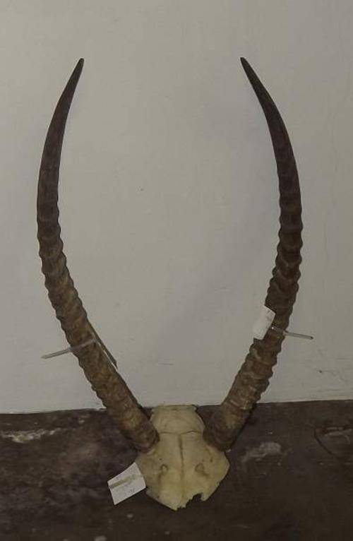 African Waterbuck horns and skull plate