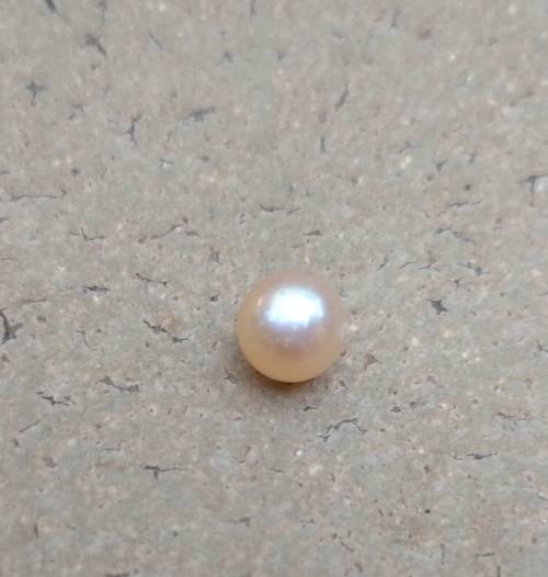 Pearl Oyster