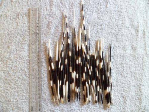 50 Porcupine Quills (approx 14cm long) cabead