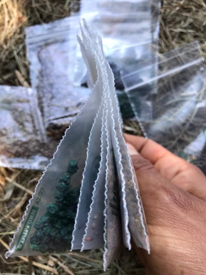 Vegetable SEEDS 5 Pack