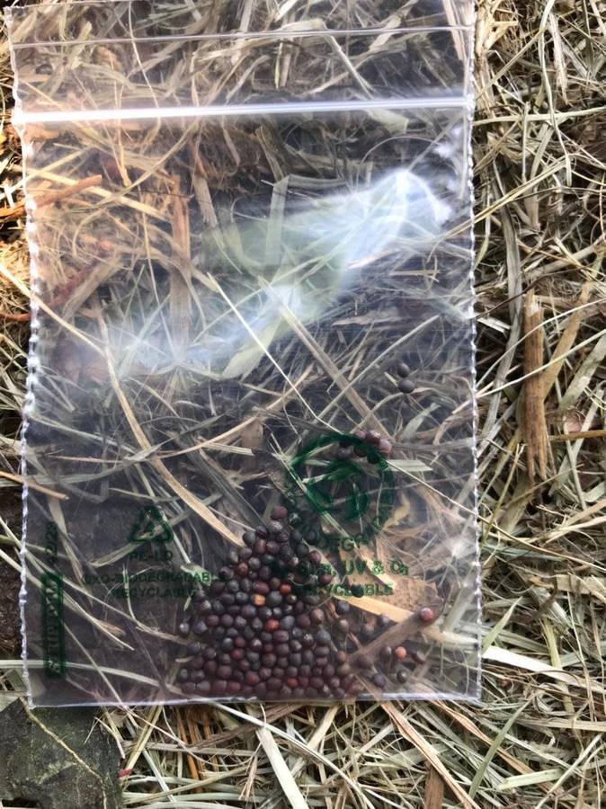 Vegetable SEEDS 5 Pack