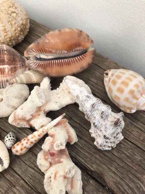 COWRIE AND SHELL COLLECTION