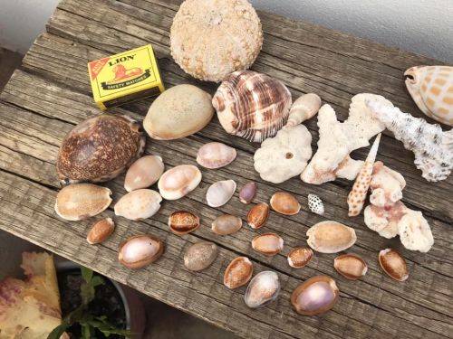 COWRIE AND SHELL COLLECTION