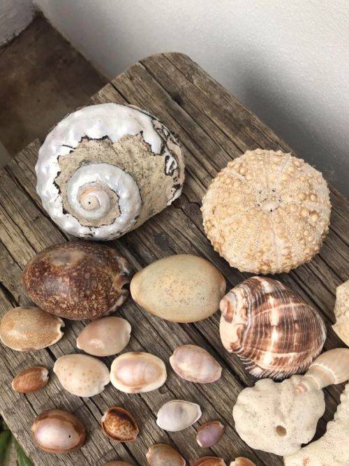 COWRIE AND SHELL COLLECTION