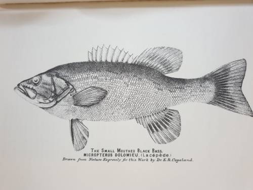1881/1987. BOOK OF THE BLACK BASS. (Facsimile Copy) James A. Henshall.