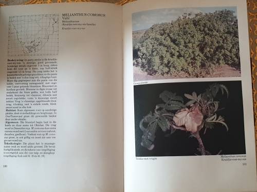 Gifplante van Suider Afrika - J. Vahrmeijer