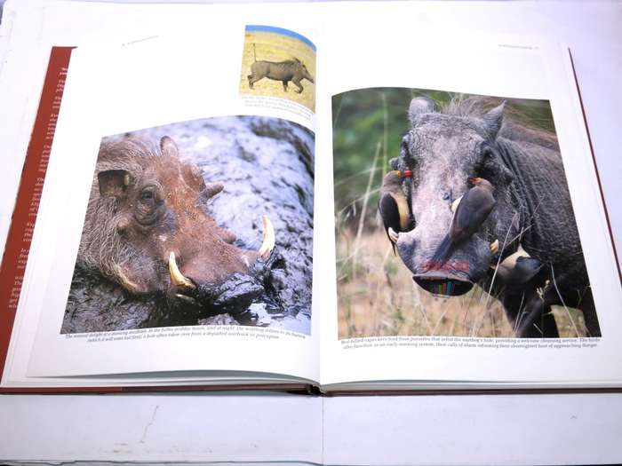 Southern Africa: Spectacular World of Wildlife by Reader`s Digest