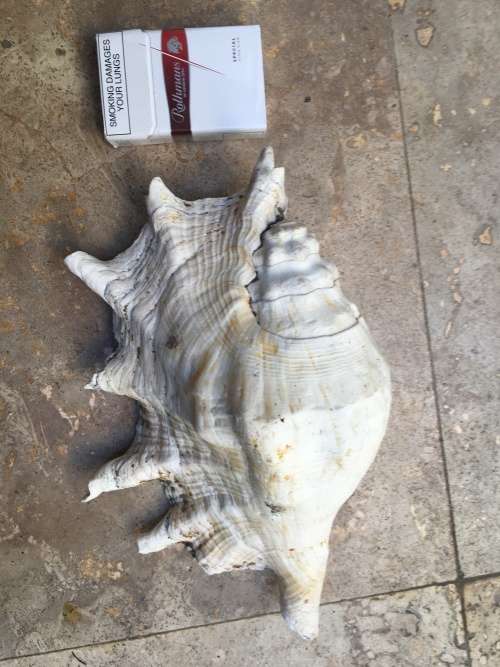 large spider conch sea shell