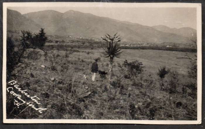 South Africa, Barberton Looking South, walker with dogs in bush, photo