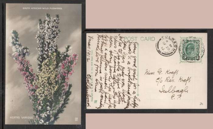 South Africa, wild flowers, heaths, Transvaal EVIIR 1/2d, STELLENBOSCH > TULBACHS