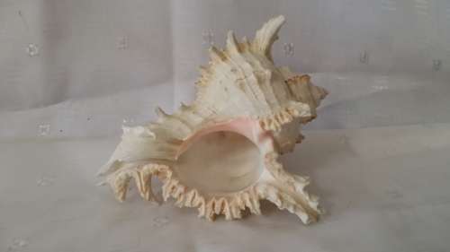 SEA SHELL