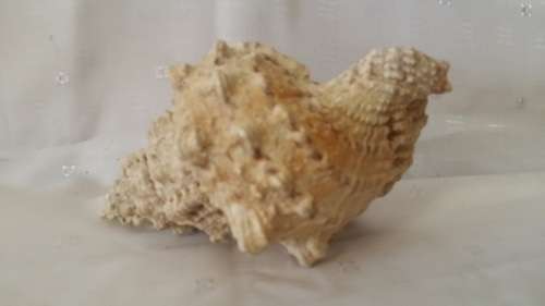 SEA SHELL