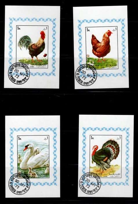 SHARJAH (Birds)