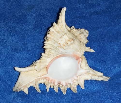 SEA SHELL - LARGE `CHICOREUS RAMOSUS` MUREX SHELL 200mm