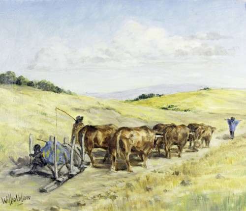 Willie Volmer - oxen