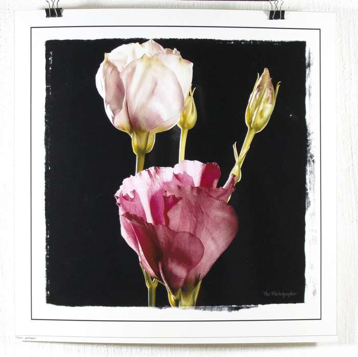 The Photographer - Photographs - Set of 4 flower still life's - Beautiful! - Bid now!!