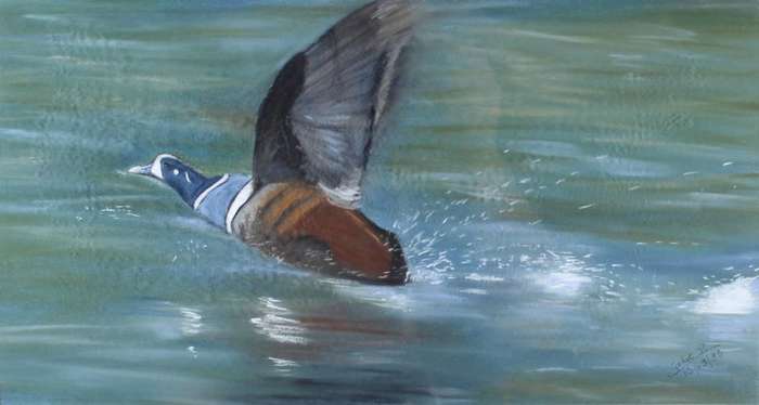 P Gehot - Duck in flight