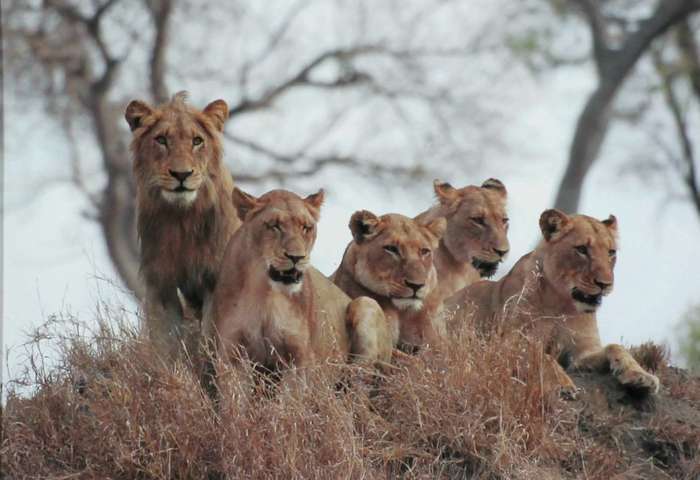 Photo of Lions