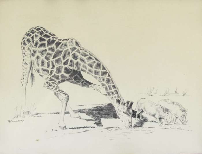 D Cunningham - Giraffe
