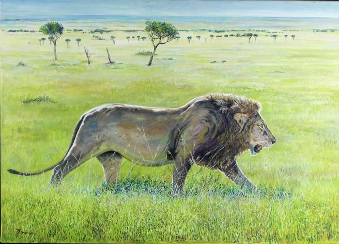 McAllistair- Lion on the prowl