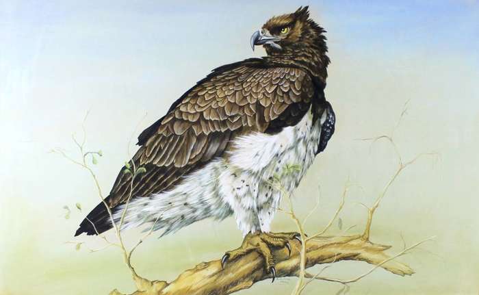 R Buric - Martial Eagle!