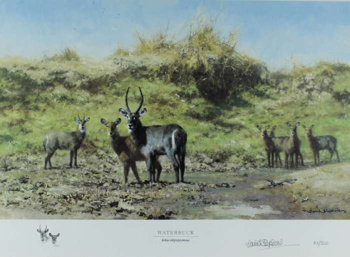David Shepherd - Limited edition lithoprint - Waterbuck
