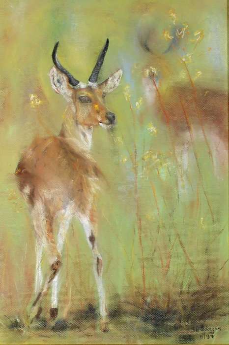 JD Adayar - Buck in the tall grass
