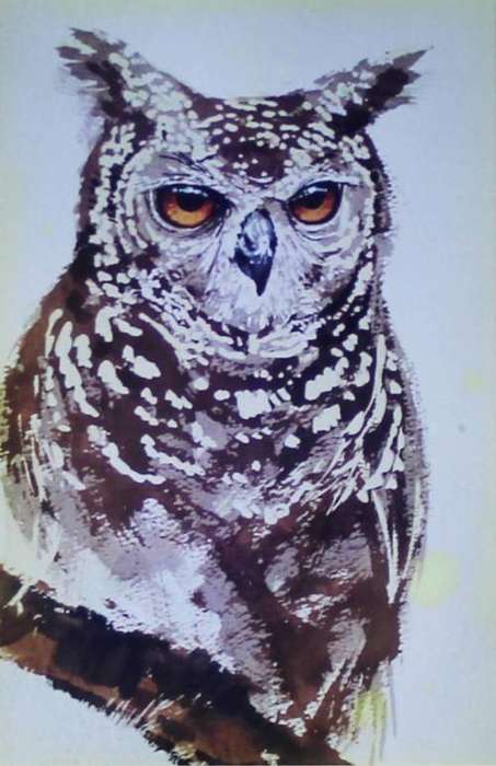 Ian van Zyl - Owl