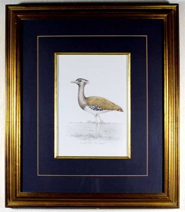 Linchen Kirchener - Kori Bustard