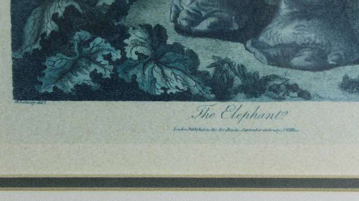 J Wilkes - Vintage reproduction print - Elephant