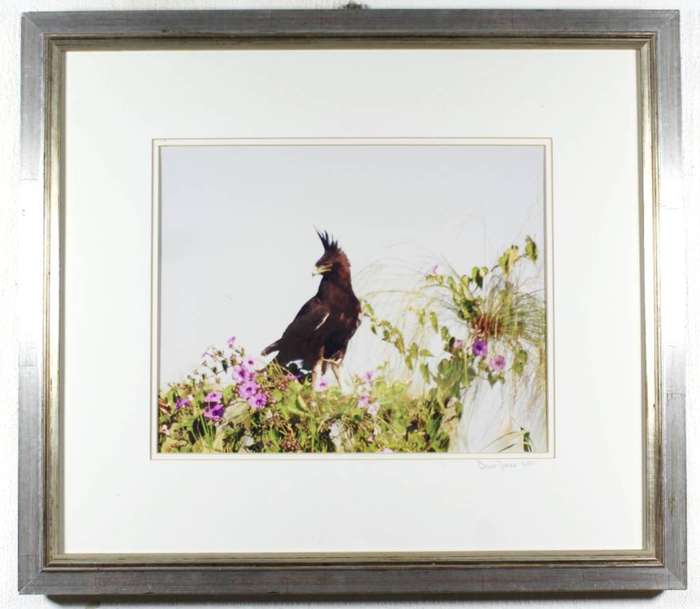 Bruce Deane - Long crested eagle