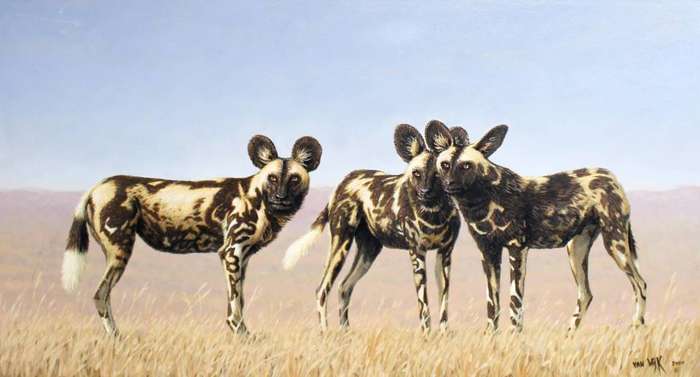 Chris van Wijk - Wild dogs