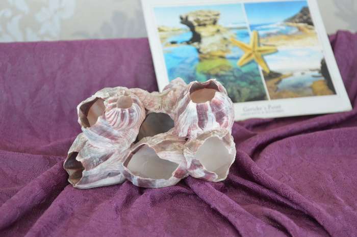 natural reef pink barnacle large coral
