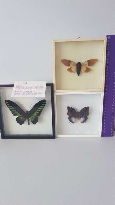 Beautiful specimens butterflies  For Megan