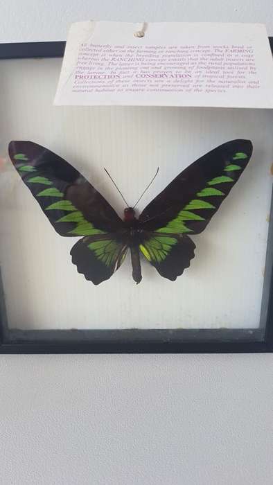 Beautiful specimens butterflies  For Megan