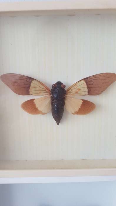 Beautiful specimens butterflies  For Megan
