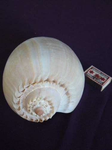 HUGE NATURAL MELON  SEA SHELL  22CM